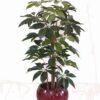 Schefflera