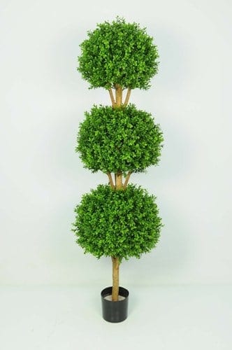 6ft Boxwood Triple Ball Tree