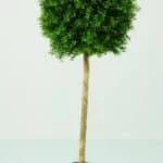 Artificial Boxwood Ball on Stem 4ft