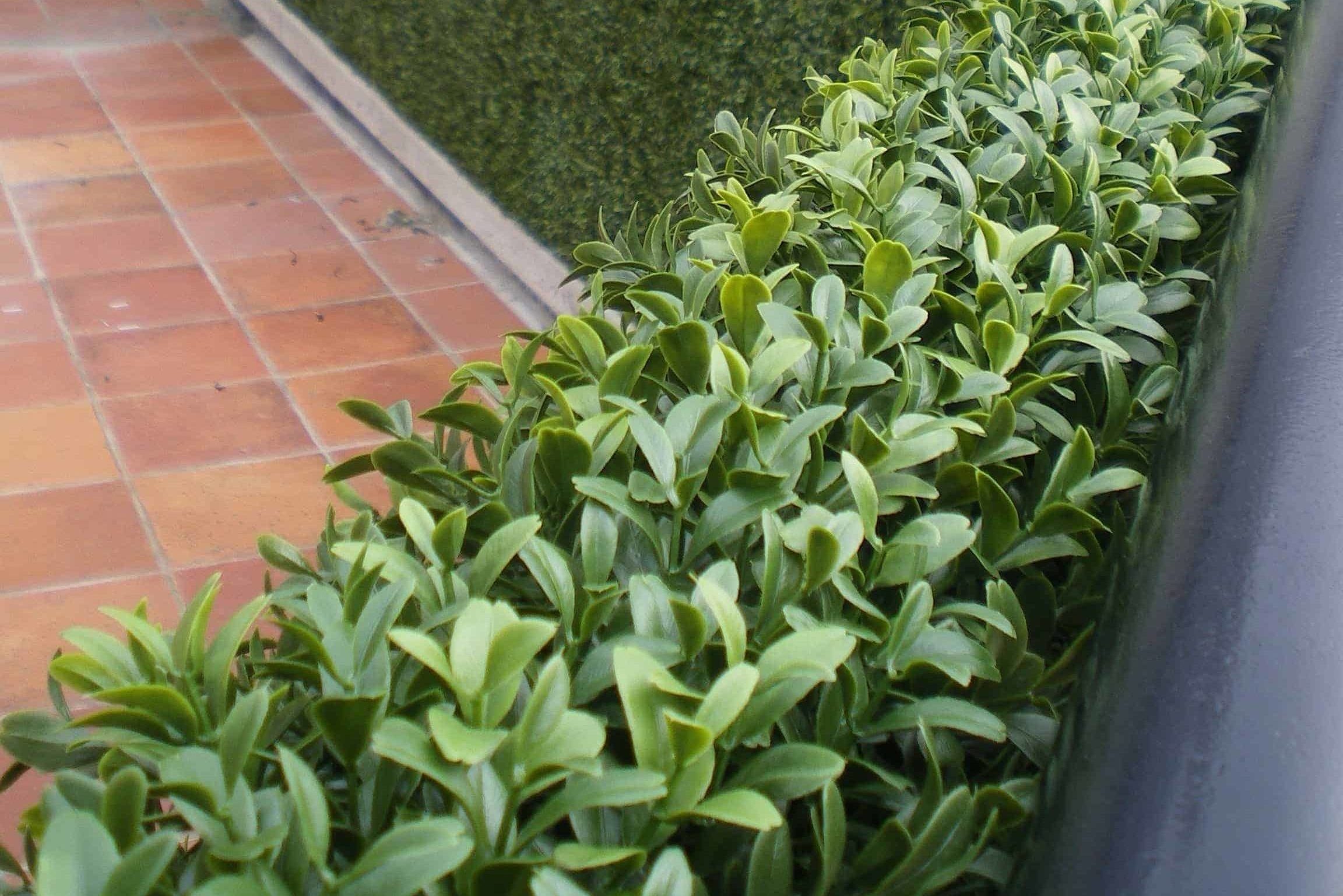 Artificial Boxwood Tile 25cm