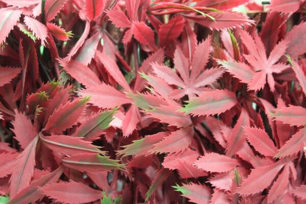 WonderWal Artificial Hedge Screening Trellis Red Acer