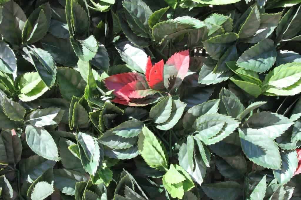 WonderWal Artificial Hedge Screening Tile English Ivy - utdoor Artificial Plants For Sale Dublin