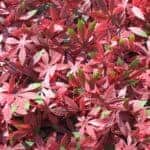 WonderWal Artificial Hedge Screening Tile  Red Acer