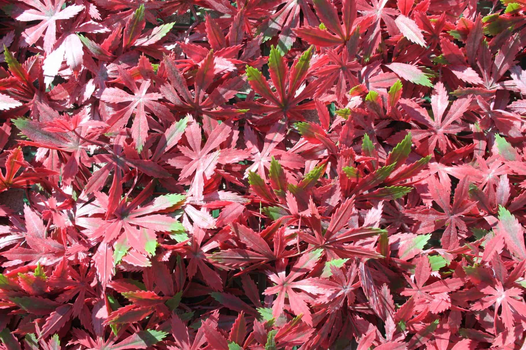 WonderWal Artificial Hedge Screening Tile  Red Acer