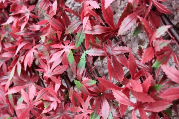 WonderWal Artificial Hedge Screening Trellis Red Acer