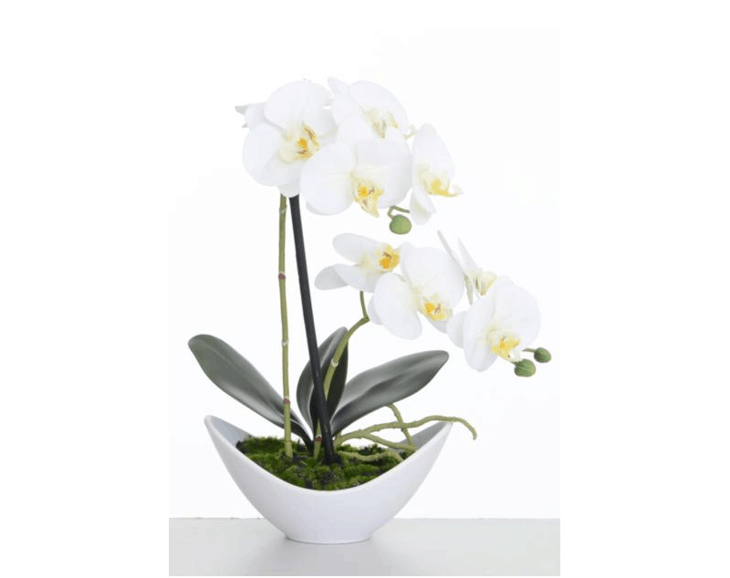 Potted Cream Orchid 43 & 56cm