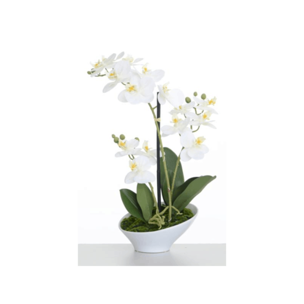 Potted Cream Orchid 43 & 56cm