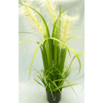 Onion Grass Potted Plant 76cm