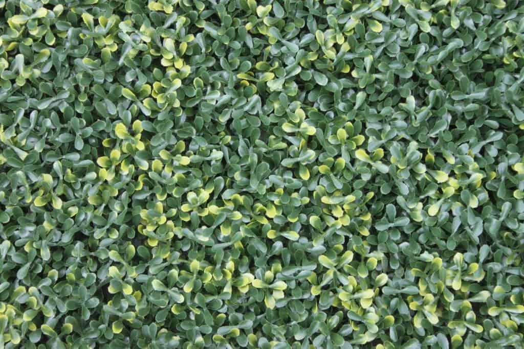 Wonderwal Variegated Buxus Wall Covering