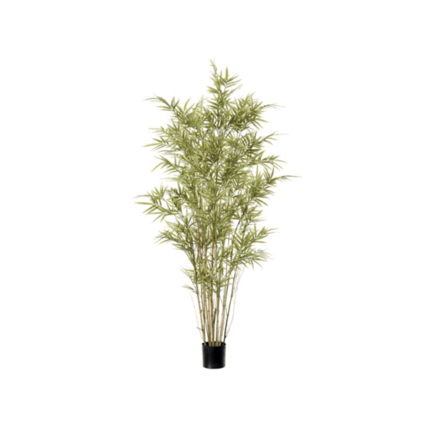 Royal Bamboo Tree 4ft – COLLECTION ONLY