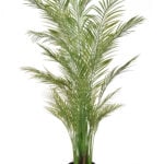 Palm Areca Artificial Plant