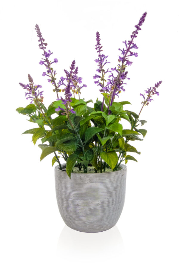 Lavender In Grey Pot