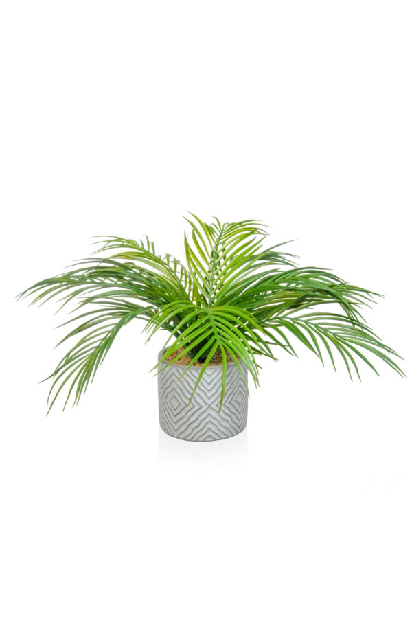 Fern in Pot 50cm