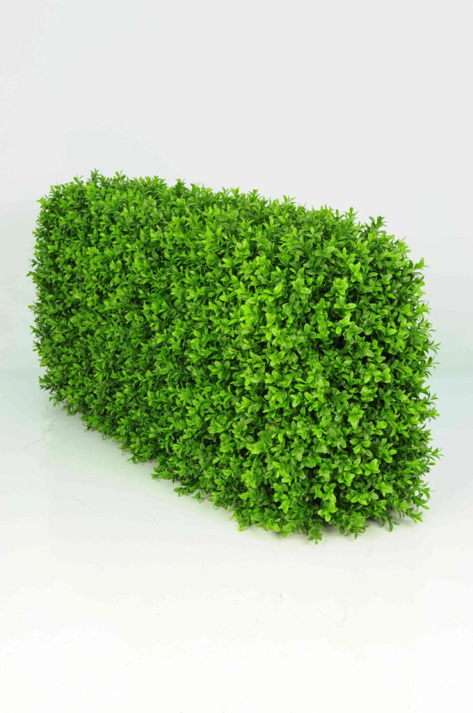 Medium Boxwood Hedge - Garden Plants For Sale Dublin