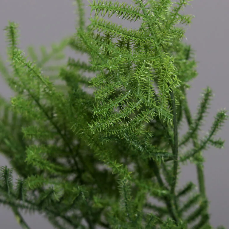 Plumosus Bundle in Polybag - Shot - Outdoor and Indoor Artificial Plants Ireland