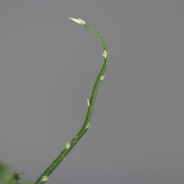 Plumosus Bundle in Polybag - Stem Close Shot
