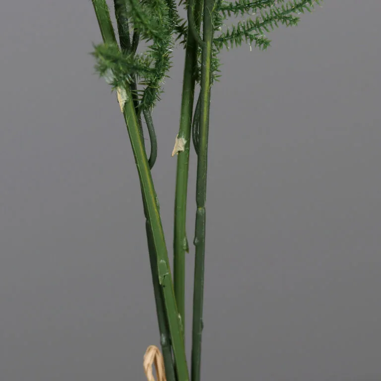 Plumosus Bundle in Polybag -Stems - Outdoor and Indoor Plants