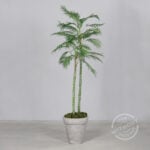 6ft Chico Palm in Black Plastic Pot