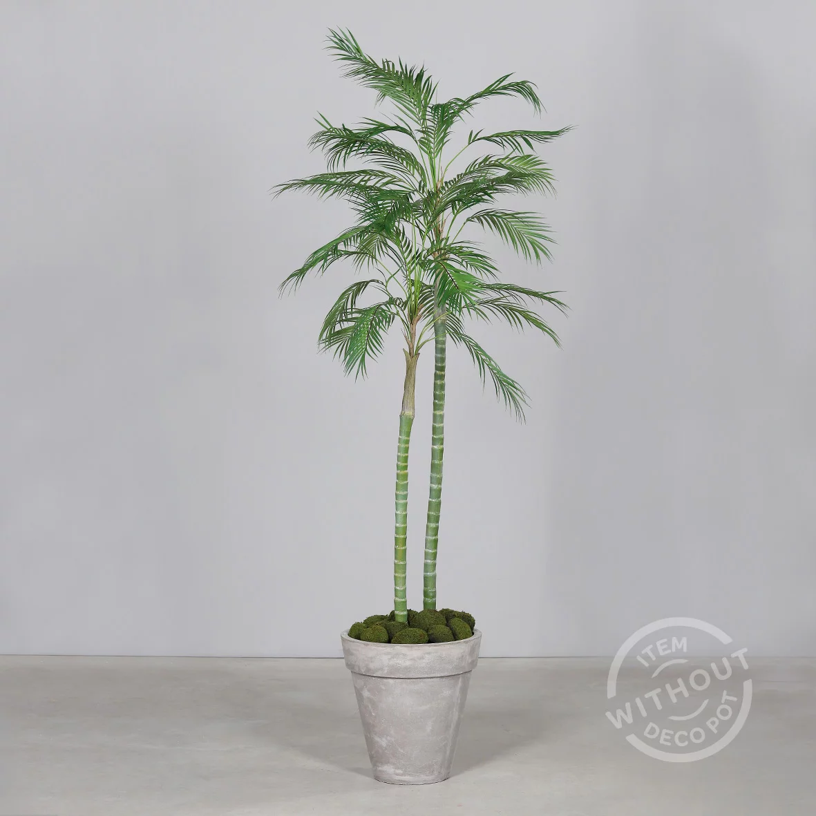 6ft Chico Palm in Black Plastic Pot