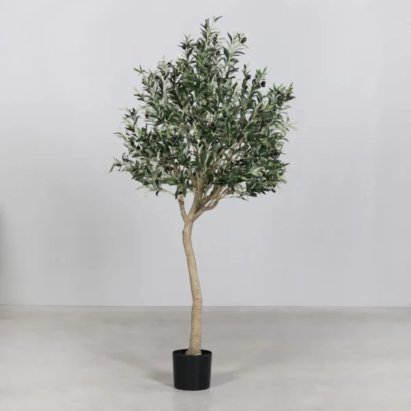 7ft Olive Tree in Pot