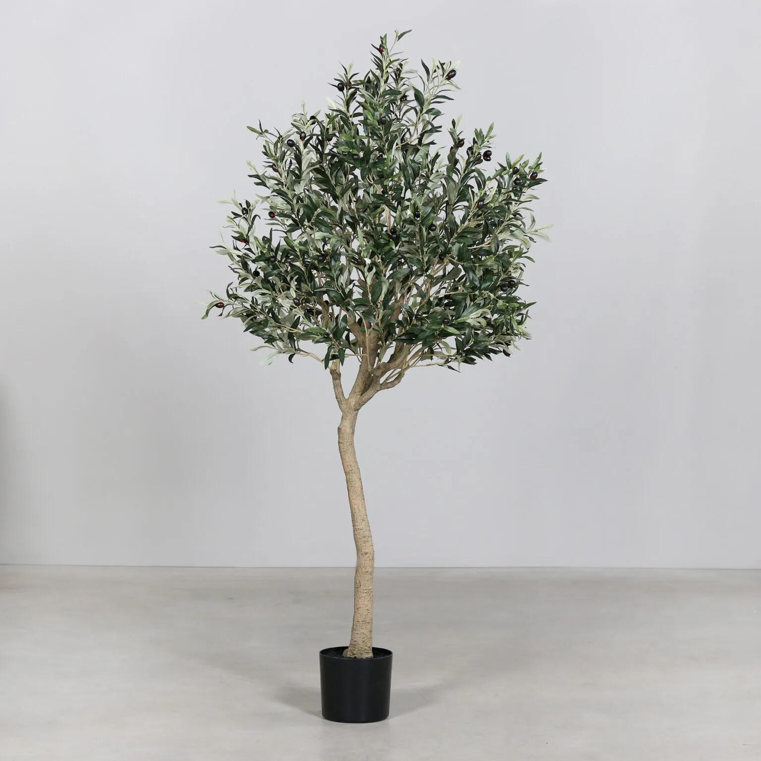 7ft Olive Tree in Pot