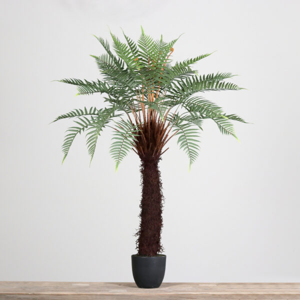 4ft Fern Plant in Black Plastic Pot