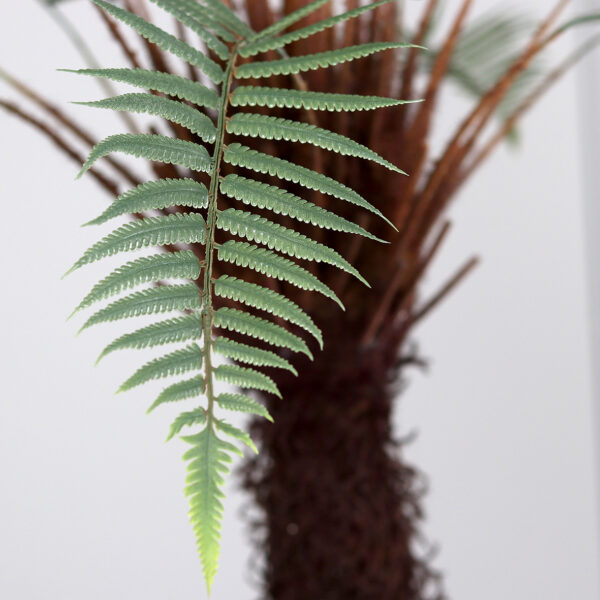 4ft Fern Plant in Black Plastic Pot