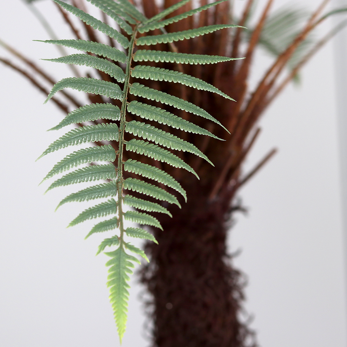 4ft Fern Plant in Black Plastic Pot