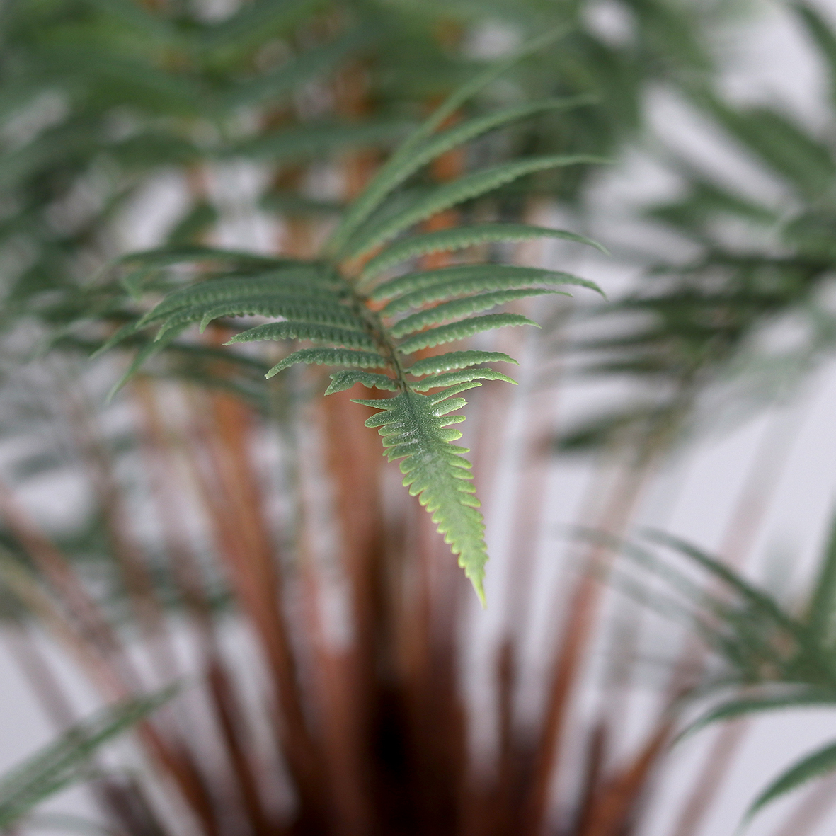 4ft Fern Plant in Black Plastic Pot