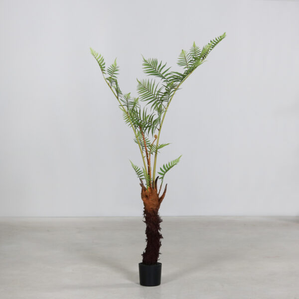 4ft Fern Tree in Black Plastic Pot