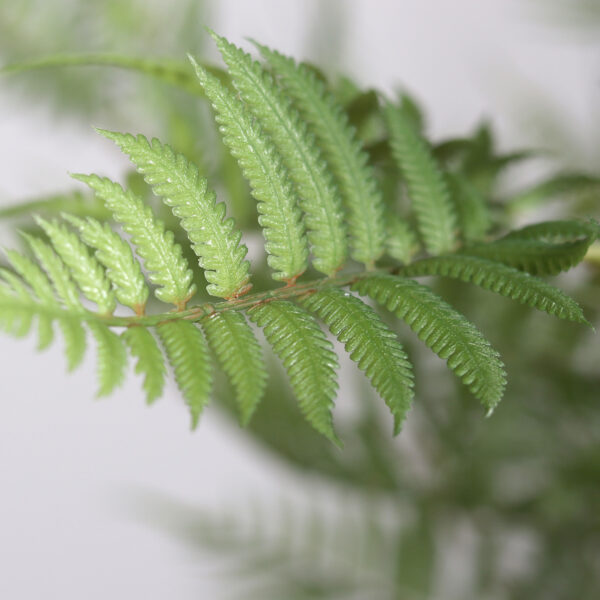 4ft Fern Tree in Black Plastic Pot