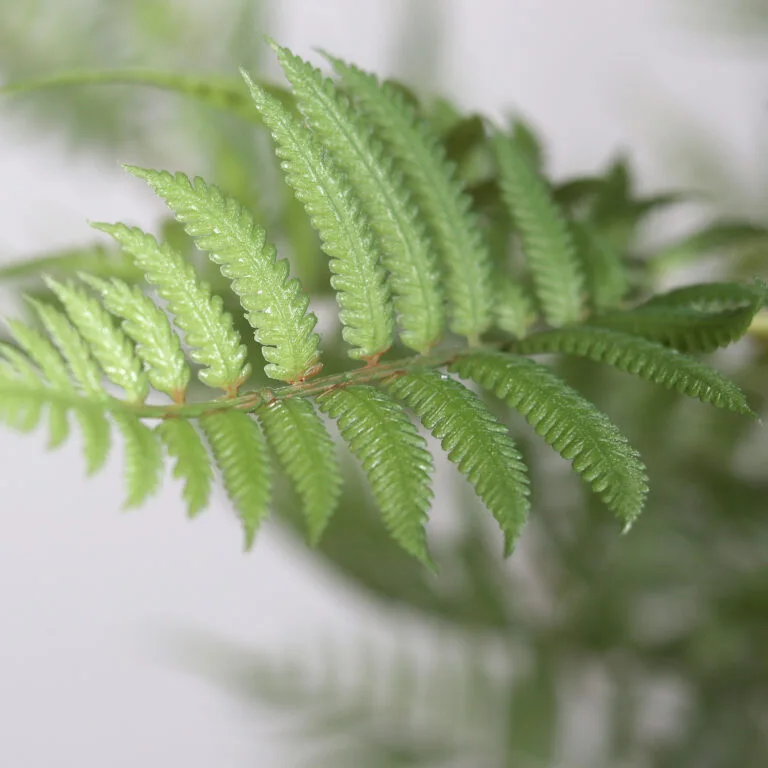 Artificial Fern Tree Leaf - Close Shot - Shop Artificial Plants and Trees Ireland