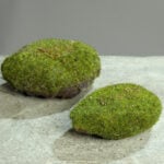 Moss Sponge - 2 Sizes