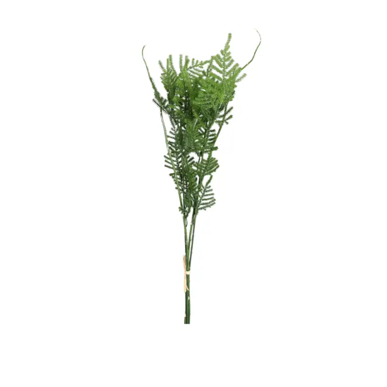 Plumosus Bundle in Polybag - Artificial Plants - The Outdoor Scene Ireland