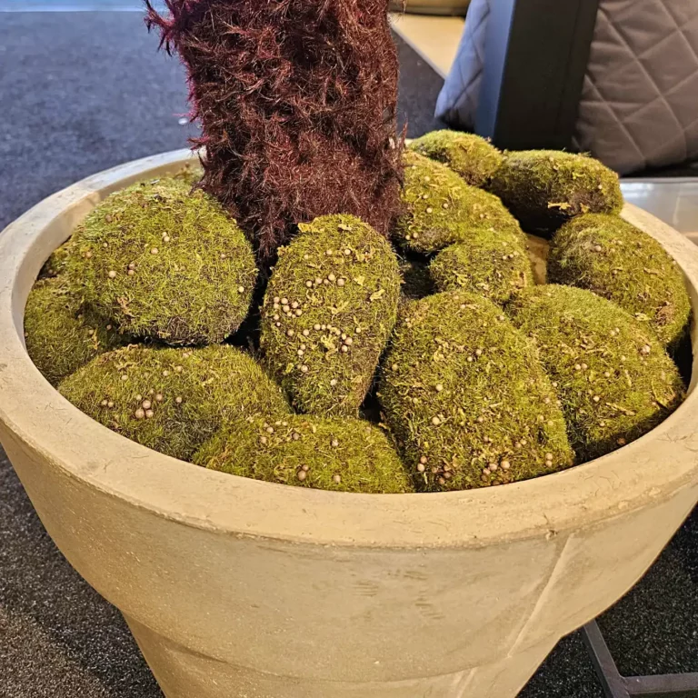 Moss Sponge in a Planter - Indoor Plants Ireland