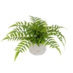 Fern in Ceramic Pot