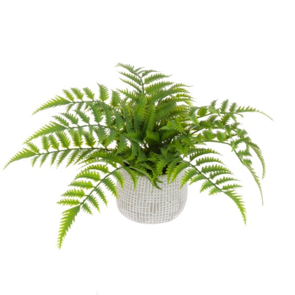 Fern in Ceramic Pot