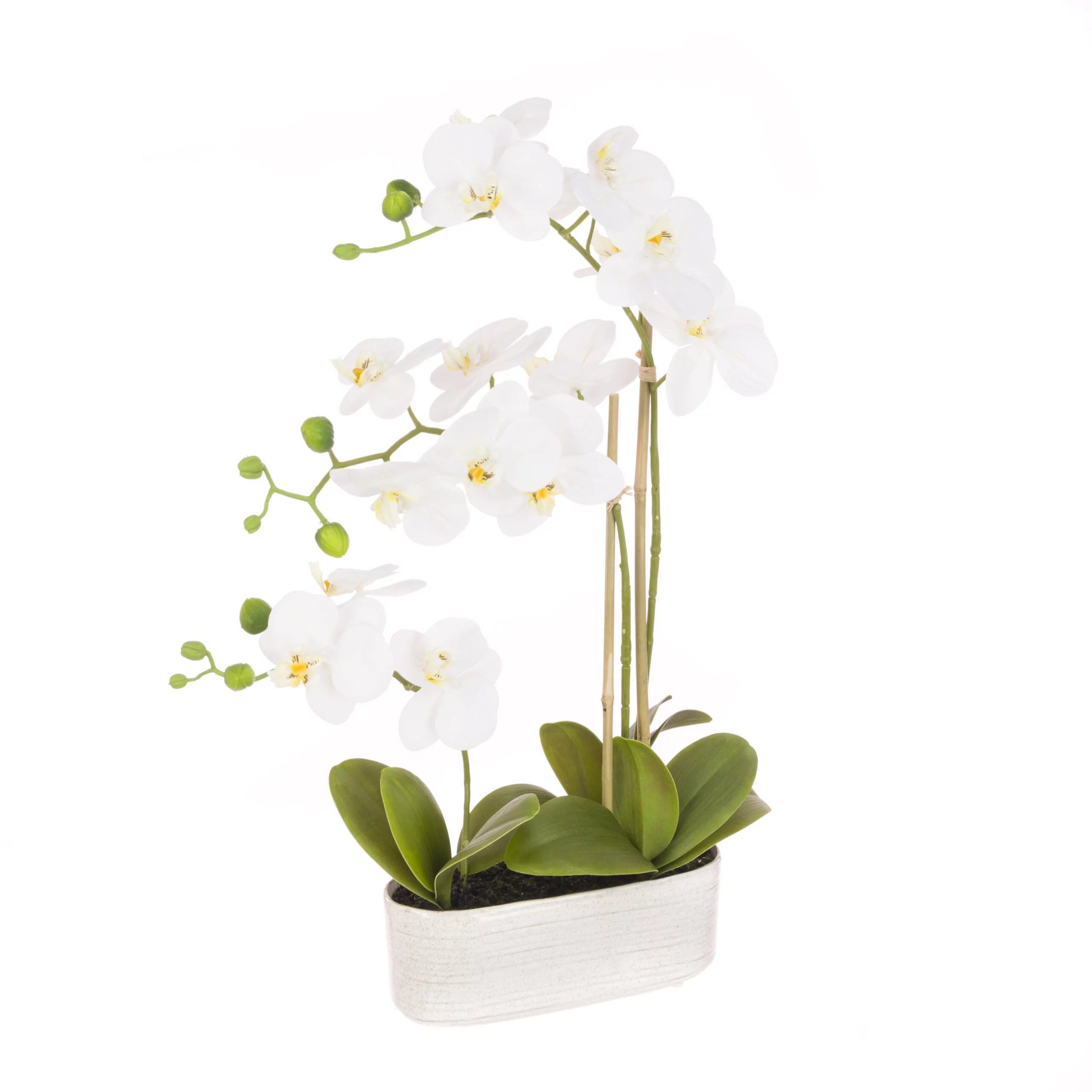 Orchid In Oval Pot