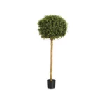6ft Boxwood Ball Tree