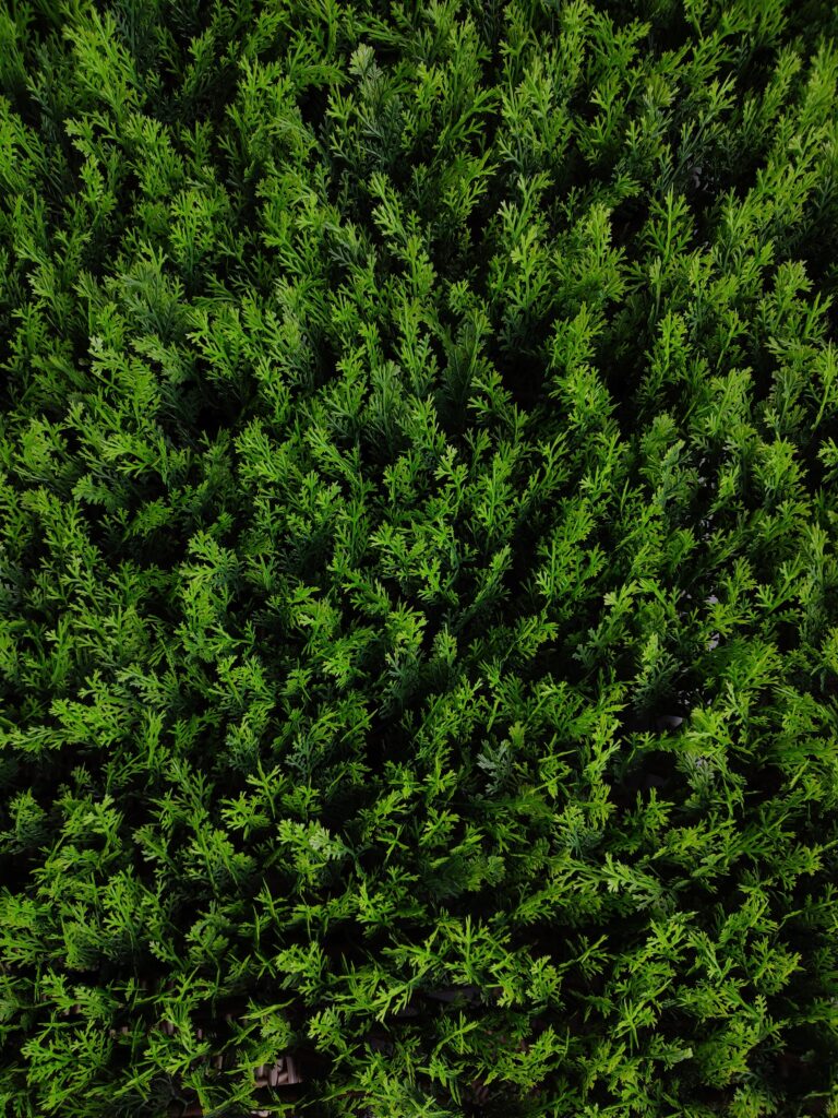 Conifer Trellis - Artificial Plants
