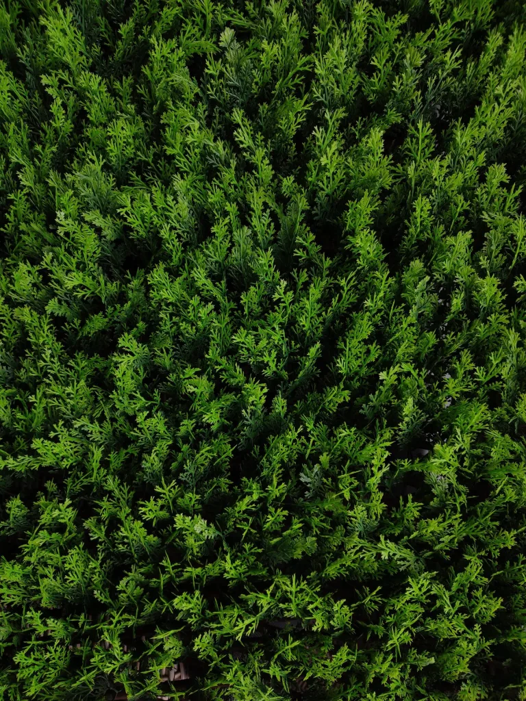 Conifer Trellis - Artificial Plants
