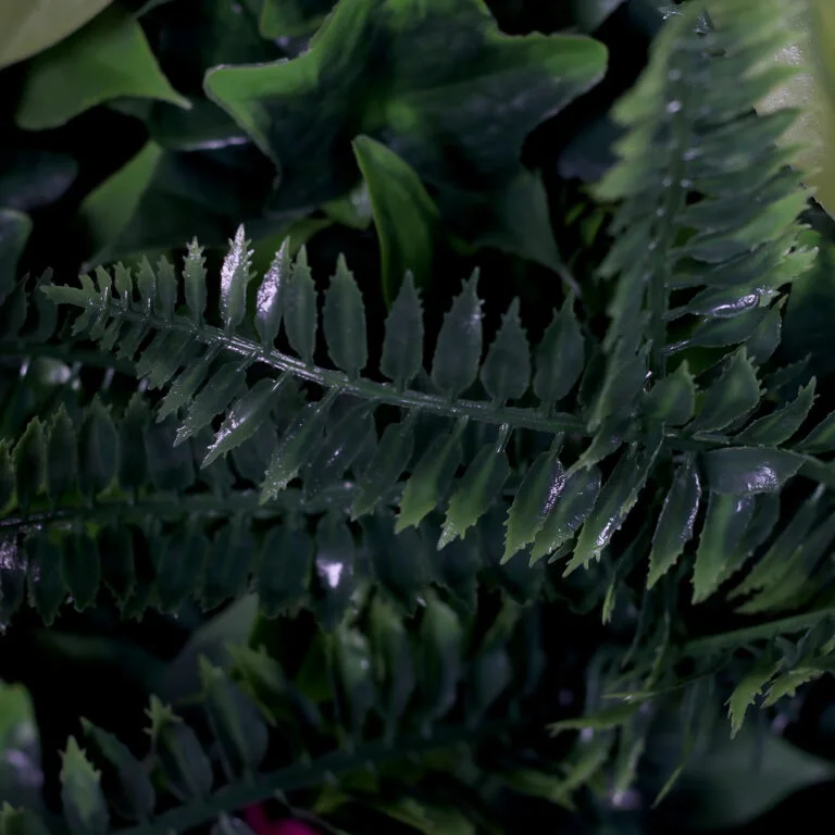 Close Shot of Compound Leaves on Green Hedge Wall