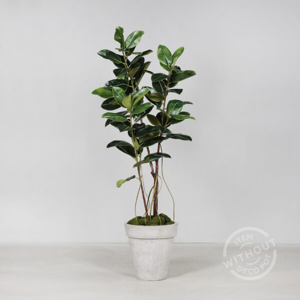 6ft Rubber Tree in Pot