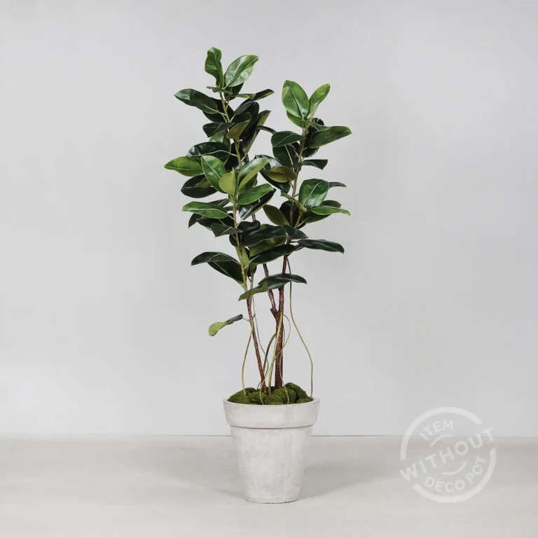 Realistic 180cm Rubber Tree in Black Plastic Pot