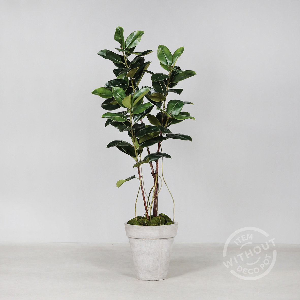 6ft Rubber Tree in Pot