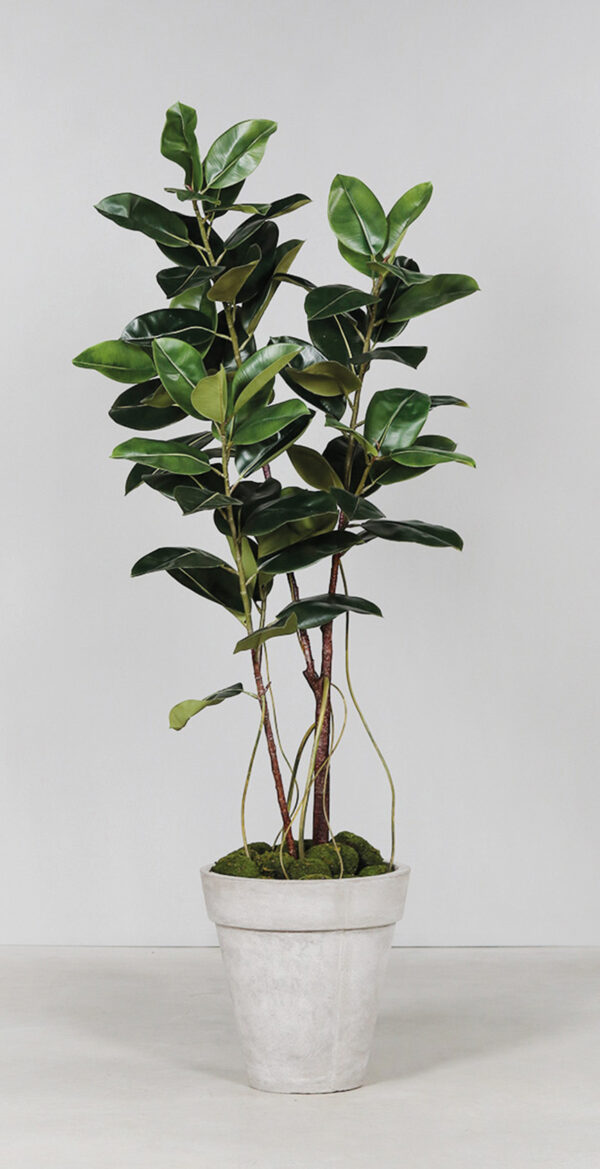 6ft Rubber Tree in Pot