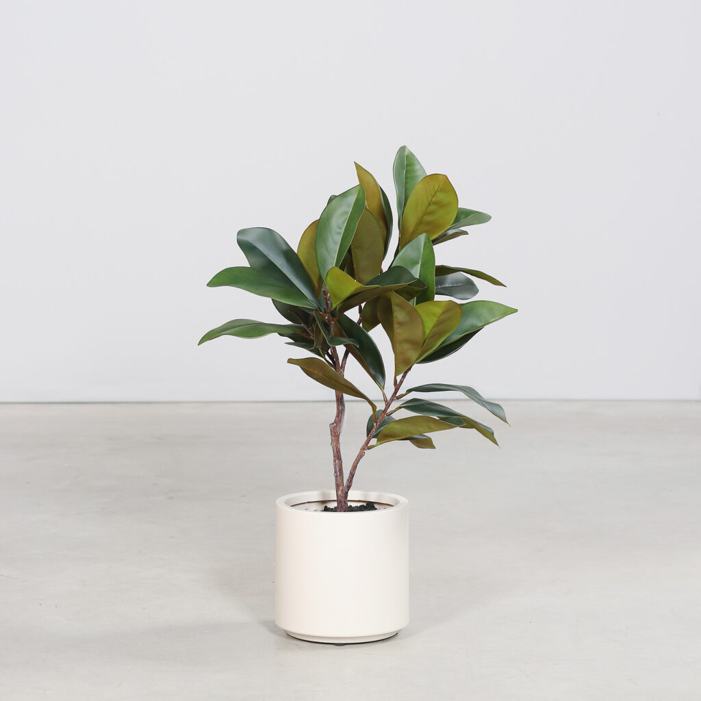 75cm Rubber Tree in a Beige Decorative Pot
