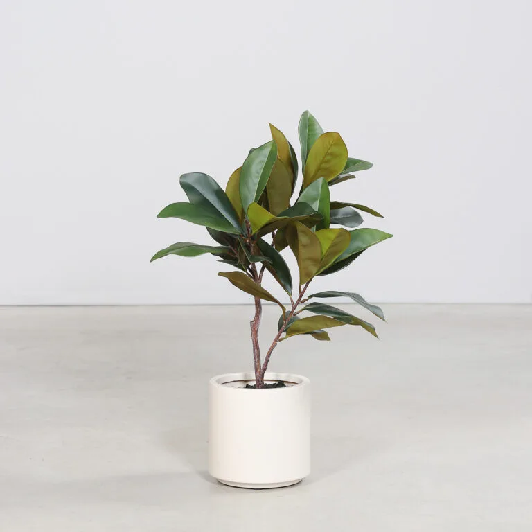 75cm Rubber Tree in a Beige Decorative Pot