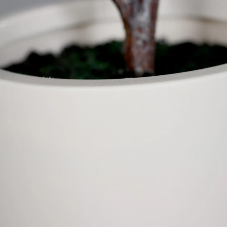 Beige Pot of the Rubber Tree Plant