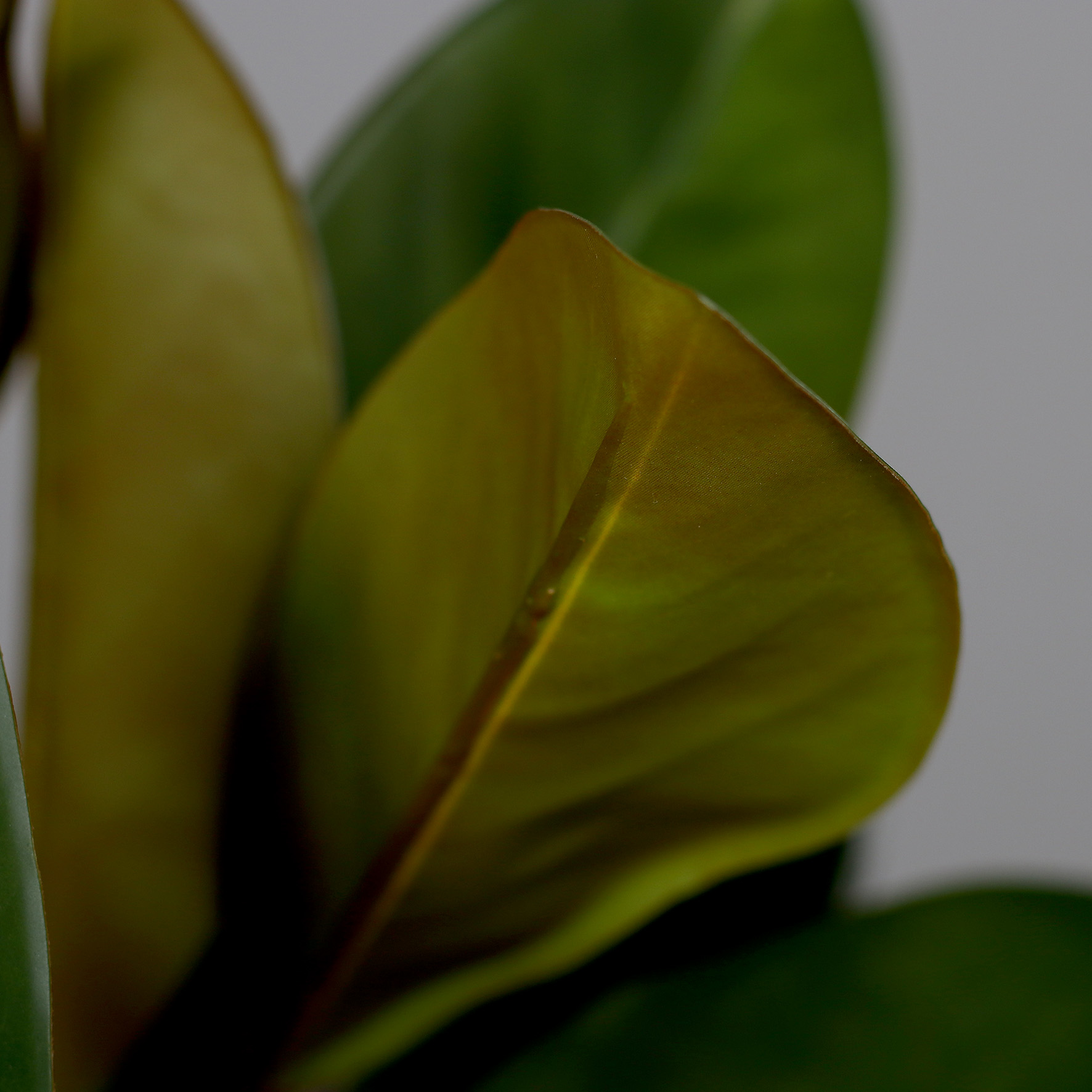 Artificial Rubber Tree in Beige Decorative Pot